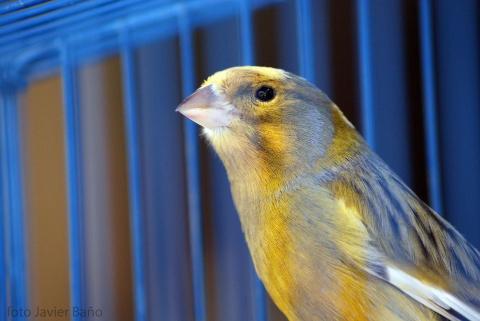 Konsumaktien: Kanarienvogel in der Kohlemine?